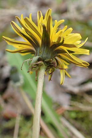 Taraxacum alatum ? \ Geflgelter Lwenzahn / Green Dandelion, D Mannheim 18.4.2016