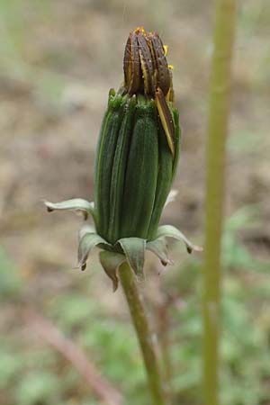 Taraxacum tortilobum / Twisted-Lobed Dandelion, D Viernheim 9.5.2016