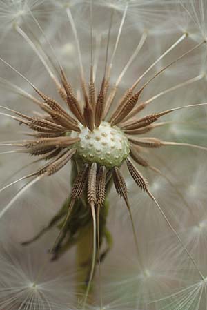 Taraxacum tortilobum \ Gedrehtlappiger Lwenzahn / Twisted-Lobed Dandelion, D Viernheim 9.5.2016