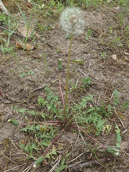 Taraxacum tortilobum \ Gedrehtlappiger Lwenzahn / Twisted-Lobed Dandelion, D Viernheim 9.5.2016