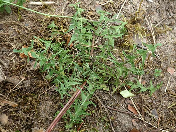 Taraxacum tortilobum / Twisted-Lobed Dandelion, D Viernheim 9.5.2016