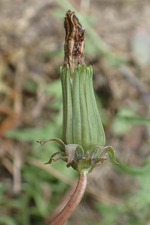 Taraxacum tortilobum \ Gedrehtlappiger Lwenzahn / Twisted-Lobed Dandelion, D Viernheim 9.5.2016