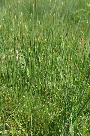 Trichophorum cespitosum subsp. cespitosum \ Gewhnliche Rasenbinse / Deer Grass, D Pfronten 28.6.2016