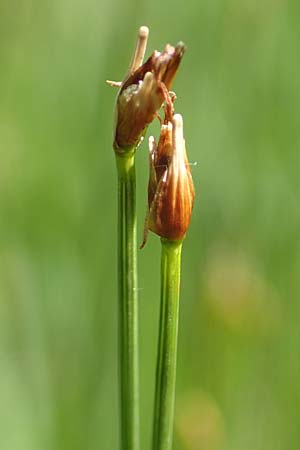 Trichophorum cespitosum subsp. cespitosum \ Gewhnliche Rasenbinse / Deer Grass, D Pfronten 28.6.2016