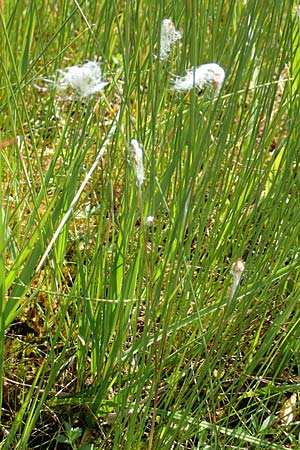 Trichophorum alpinum \ Alpen-Haarsimse / Cotton Deer Grass, D Pfronten 28.6.2016