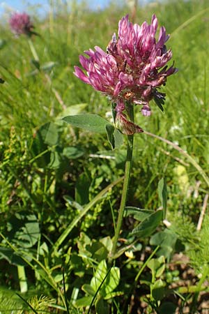 Trifolium alpestre / Alpine Clover, D Black-Forest, Feldberg 10.7.2016