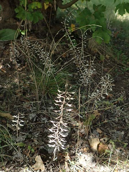 Thlaspi alliaceum \ Lauch-Hellerkraut, D Mannheim 17.9.2017