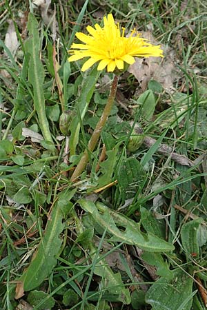 Taraxacum udum \ Flutrasen-Lwenzahn / Marsh Dandelion, D Konstanz 24.4.2018