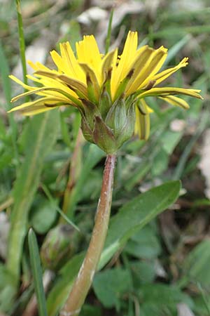 Taraxacum udum \ Flutrasen-Lwenzahn / Marsh Dandelion, D Konstanz 24.4.2018