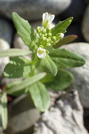 Thlaspi arvense \ Acker-Hellerkraut, Acker-Tschelkraut / Field Penny-Cress, D Insel/island Reichenau 25.4.2018