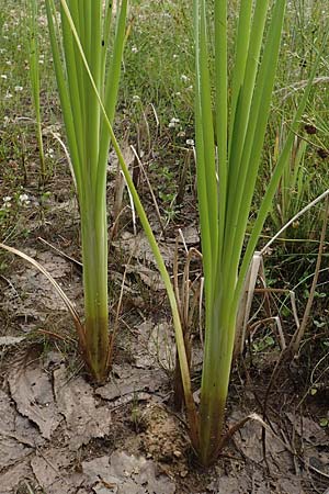 Typha latifolia / Greater Bulrush, Cattail, D Bad Dürkheim 21.6.2018