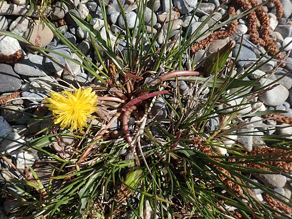 Taraxacum hollandicum / Dutch Marsh Dandelion, D Konstanz 1.5.2019