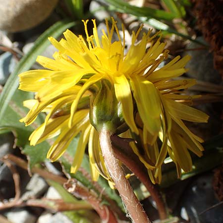 Taraxacum hollandicum / Dutch Marsh Dandelion, D Konstanz 1.5.2019