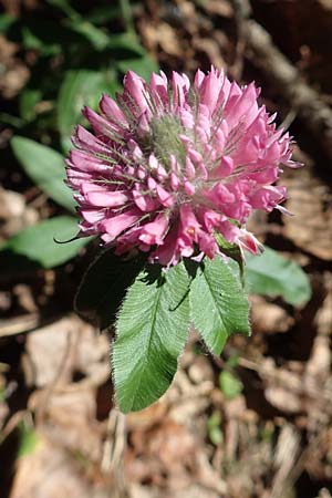 Trifolium alpestre \ Hgel-Klee / Alpine Clover, D Schriesheim 19.5.2020