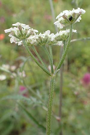 Torilis arvensis \ Acker-Klettenkerbel, D Neuleiningen 15.6.2020