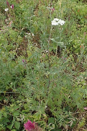 Torilis arvensis / Spreading Hedge Parsley, D Neuleiningen 15.6.2020