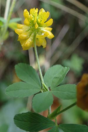 Trifolium aureum \ Gold-Klee, D Brensbach 10.10.2020