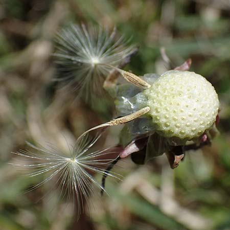 Taraxacum multilepis \ Reichschuppiger Sumpf-Lwenzahn / Many-Scaled Marsh Dandelion, D Neuried-Altenheim 27.4.2021