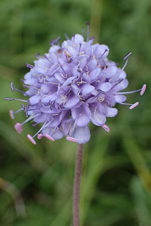 Succisa pratensis \ Teufelsabbiss / Devil's-bit Scabious, D Neuleiningen 26.8.2021