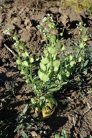 Thlaspi arvense \ Acker-Hellerkraut, Acker-Tschelkraut / Field Penny-Cress, D Ludwigshafen 22.10.2021