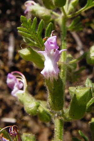 Teucrium botrys \ Trauben-Gamander / Cut-Leaved Germander, D Schwetzingen 29.6.2015