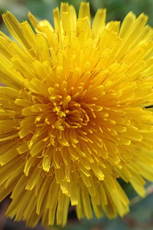 Taraxacum ekmanii ? / Ekman's Dandelion, D Mannheim 18.11.2015