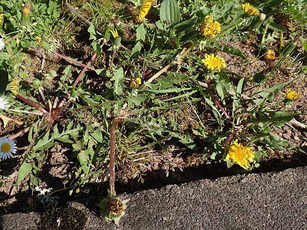 Taraxacum baeckiiforme \ Graublttriger Lwenzahn / False Baeck Dandelion, D Gündelbach 18.4.2018