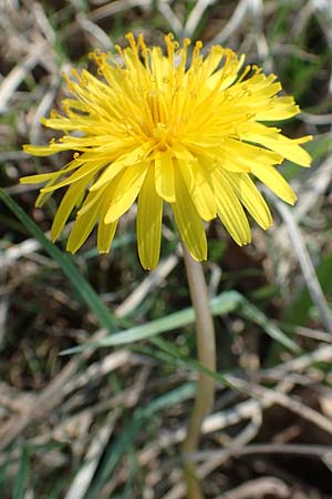 Taraxacum balticiforme / Lake Constance Dandelion, D Konstanz 24.4.2018