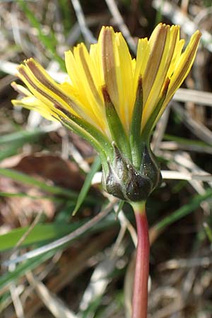 Taraxacum austrinum / Southern Marsh Dandelion, D Konstanz 24.4.2018