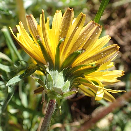 Taraxacum tortilobum \ Gedrehtlappiger Lwenzahn / Twisted-Lobed Dandelion, D Karlsruhe 30.4.2018