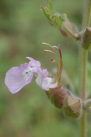 Teucrium botrys \ Trauben-Gamander / Cut-Leaved Germander, D Grünstadt-Asselheim 21.6.2018