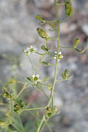 Thesium bavarum / Bavarian Bastard Toadflax, D Spaichingen 25.6.2018