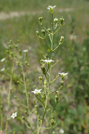 Thesium bavarum \ Bayerischer Bergflachs, Bayerisches Leinblatt / Bavarian Bastard Toadflax, D Thüringen, Kölleda 15.6.2023