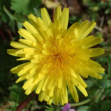 Taraxacum bellicum / Plum-Colored Dandelion, D Forst 8.4.2024