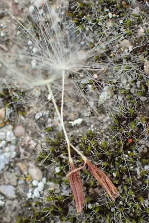 Taraxacum bellicum / Plum-Colored Dandelion, D Forst 8.4.2024