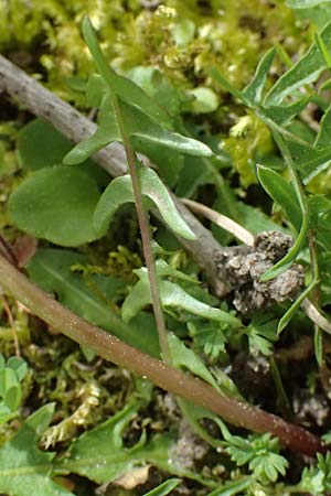 Taraxacum bellicum / Plum-Colored Dandelion, D Forst 8.4.2024