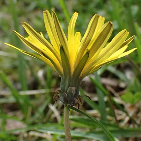 Taraxacum bellicum / Plum-Colored Dandelion, D Forst 8.4.2024