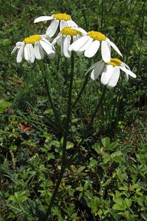 Tanacetum corymbosum \ Ebenstruige Wucherblume / Scentless Feverfew, D Karlstadt 16.6.2007