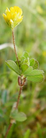 Trifolium dubium \ Faden-Klee, Zweifelhafter Klee / Lesser Hop Clover, D Herborn 16.5.2015