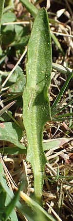 Taraxacum ciliare \ Gewimperter Sumpf-Lwenzahn / Ciliate Marsh Dandelion, D Konstanz 24.4.2018