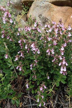 Teucrium chamaedrys \ Edel-Gamander, D Wachenheim 7.6.2018