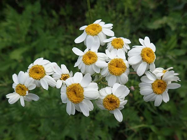 Tanacetum corymbosum \ Ebenstruige Wucherblume, D Spaichingen 26.6.2018