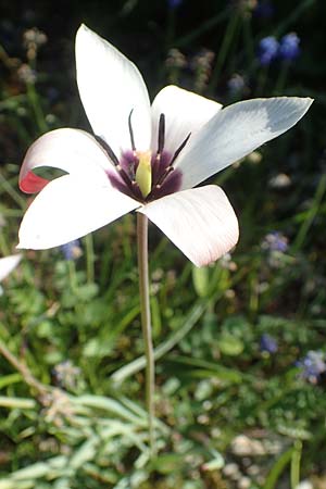 Tulipa clusiana \ Damen-Tulpe / Lady Tulip, D Frankfurt Palmengarten 21.4.2019