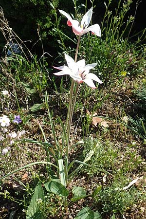 Tulipa clusiana \ Damen-Tulpe / Lady Tulip, D Frankfurt Palmengarten 21.4.2019