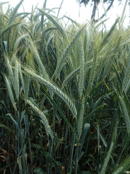 x Triticosecale rimpaui \ Triticale, Hybrid-RoggenTriticale / Triticale, D Mannheim 3.6.2023