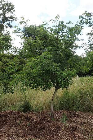 Tetradium daniellii \ Samthaarige Stink-Esche, Bienenbaum / Bee Bee Tree, Korean Evodia, D Groß-Gerau 15.7.2017