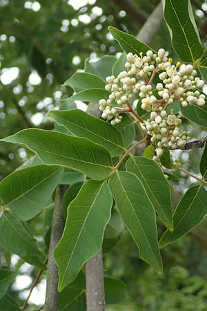 Tetradium daniellii \ Samthaarige Stink-Esche, Bienenbaum / Bee Bee Tree, Korean Evodia, D Groß-Gerau 15.7.2017