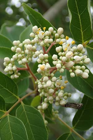 Tetradium daniellii \ Samthaarige Stink-Esche, Bienenbaum / Bee Bee Tree, Korean Evodia, D Groß-Gerau 15.7.2017