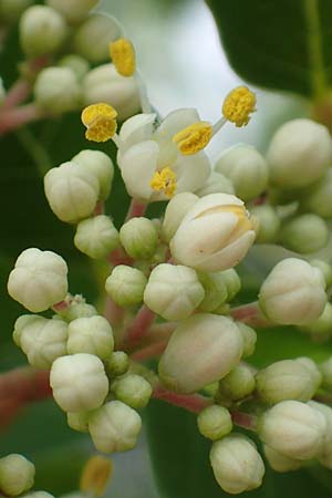 Tetradium daniellii \ Samthaarige Stink-Esche, Bienenbaum / Bee Bee Tree, Korean Evodia, D Groß-Gerau 15.7.2017