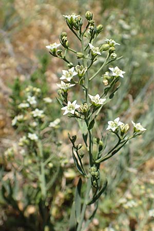 Thesium linophyllon \ Leinblttriger Bergflachs, Mittleres Leinblatt / Bastard Toadflax, D Grünstadt-Asselheim 26.4.2020